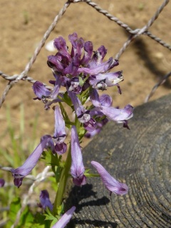 ���ō��̋u�ւ̗���