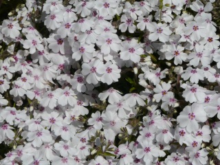 ���ō��̋u�ւ̗���