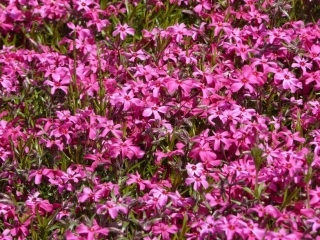 ���ō��̋u�ւ̗���