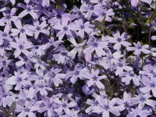 ���ō��̋u�ւ̗���