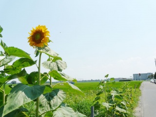 ���Ђ܂�聙