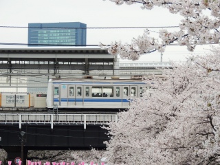 ☆桜と電車☆ 〜2016年〜