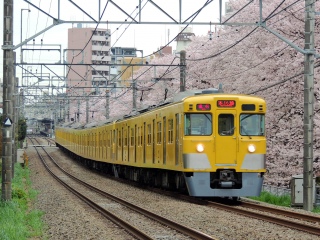 【西武】2000系  新宿線 〜桜と電車〜