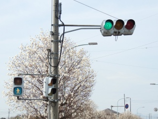 【日本信号】桜と信号機