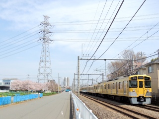 🌸桜と電車+送電線🌸 〜西武新宿線〜